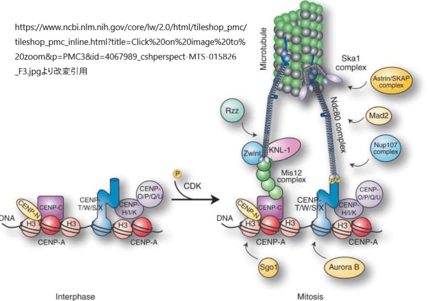 キネトコアと微小管の結合