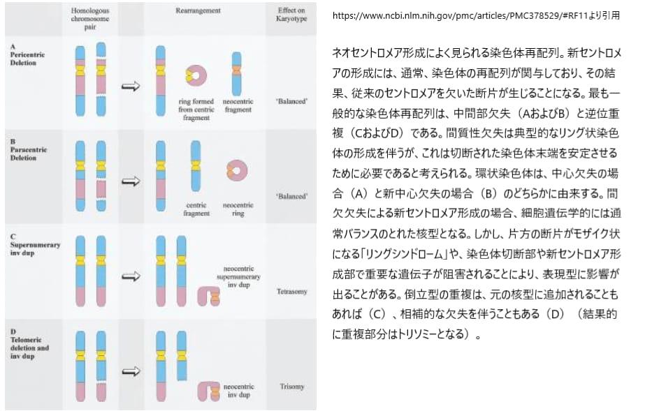 ネオセントロメア
