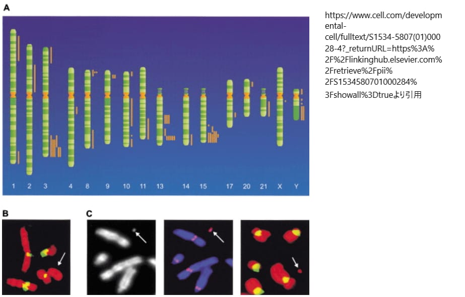 ヒトのネオセントロメアの部位