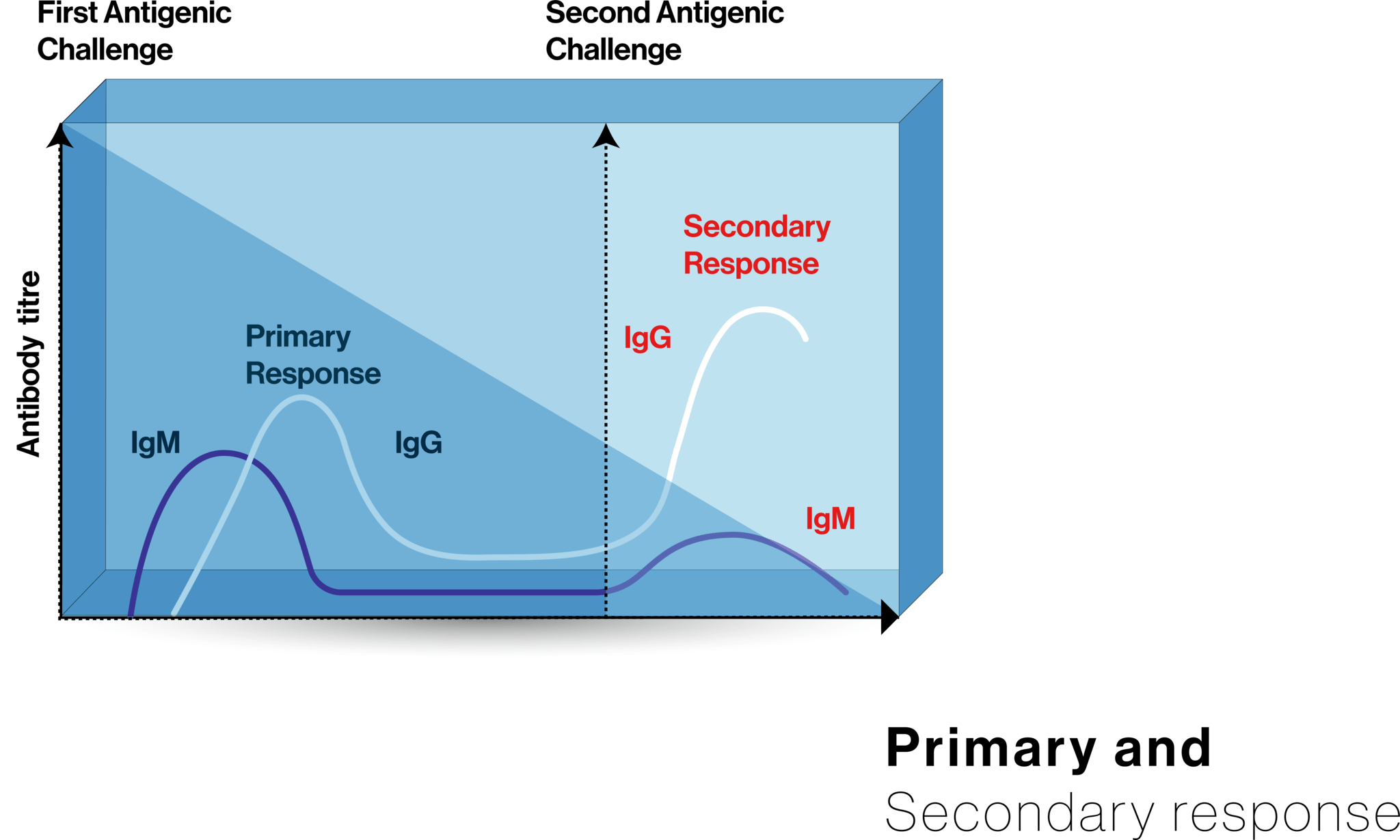 一次免疫応答と二次免疫応答