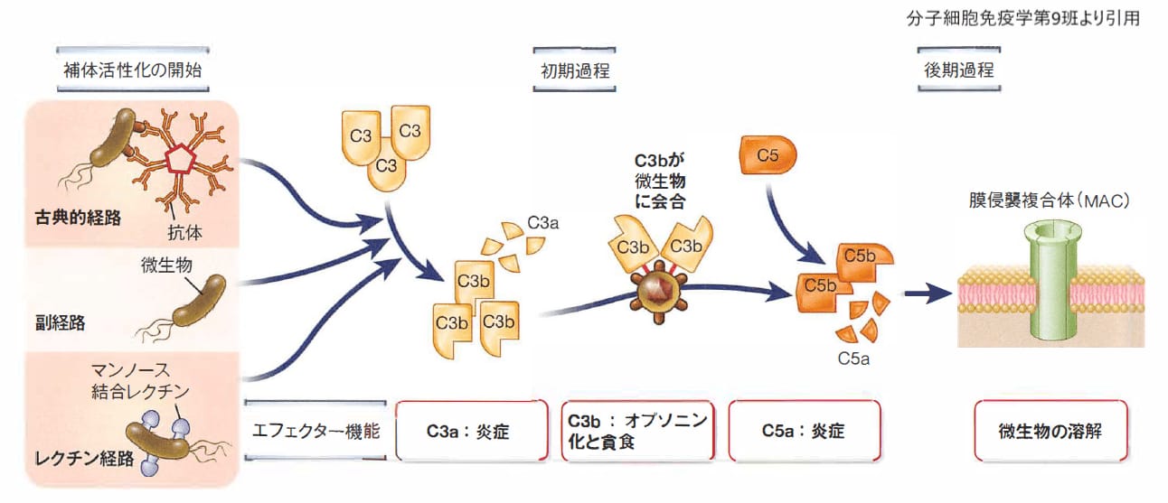 補体