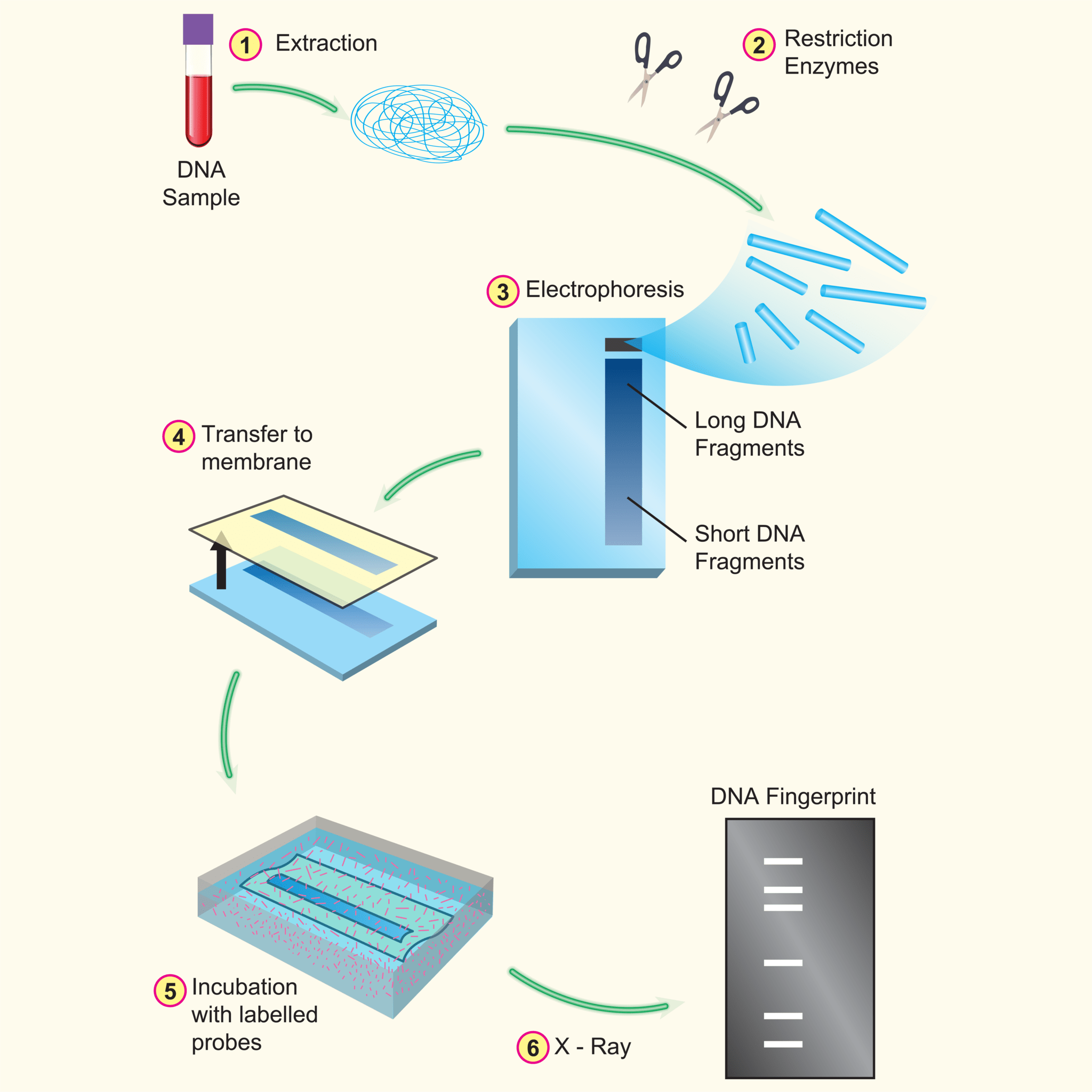 DNAフィンガープリント検査の図