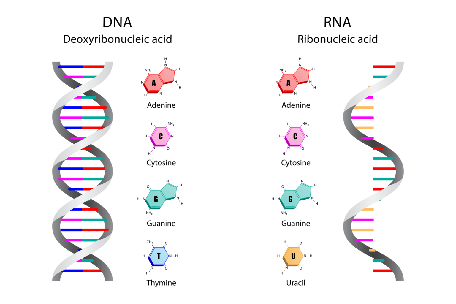 核酸の基本とその生物学的役割: DNAとRNAの重要性をわかりやすく解説 | 東京・ミネルバクリニック