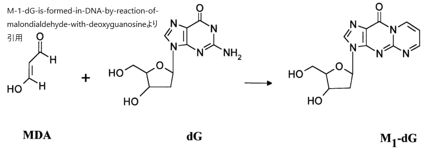 M-1-dG-is-formed-in-DNA-by-reaction-of-malondialdehyde-with-deoxyguanosine