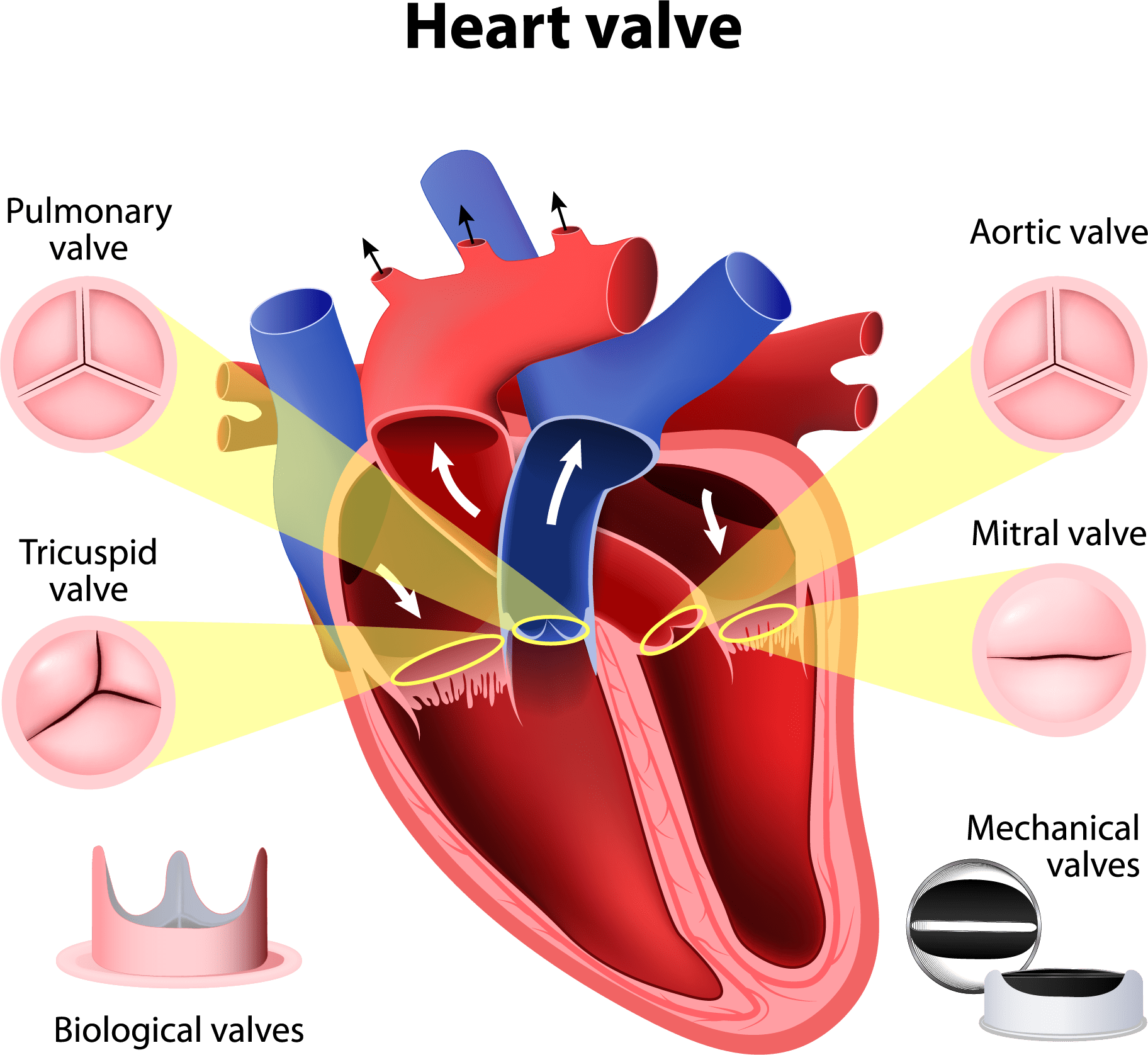 三尖弁僧帽弁大動脈弁肺動脈弁