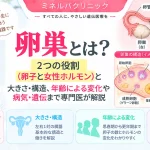 卵巣の2つの役割である卵子の産生と女性ホルモンの分泌、大きさ・構造、年齢による変化や病気・遺伝との関係を解説するアイキャッチ