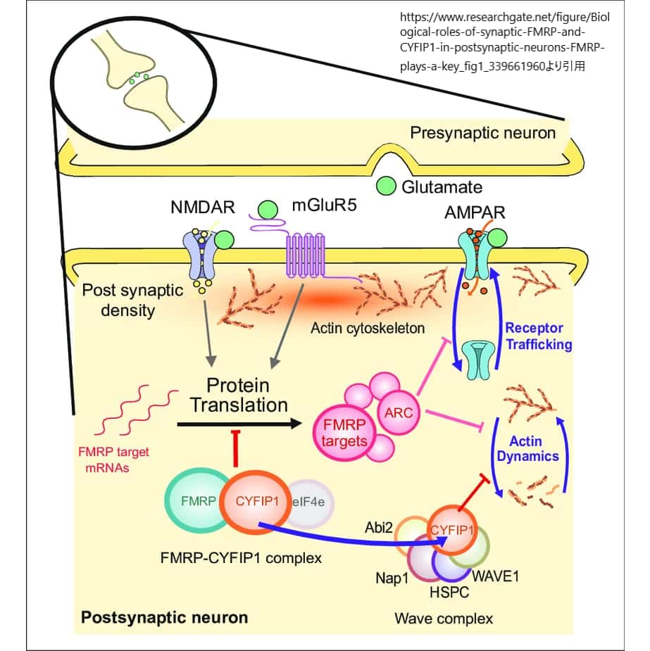 シナプスにおけるFMRPとCYFIP1