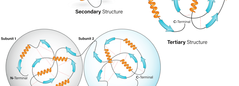 タンパク質の構造とフォールディング