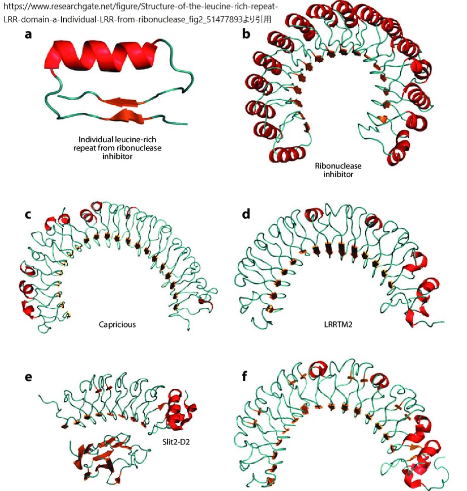 ロイシンリッチリピート(LRR)ドメインの構造