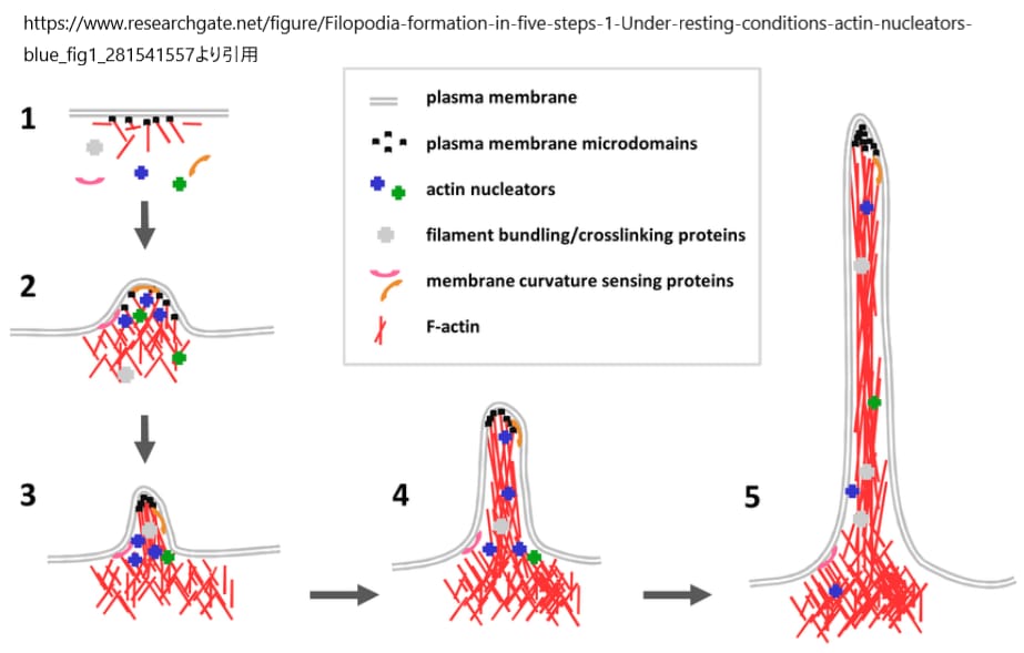 フィロポディアの形成過程