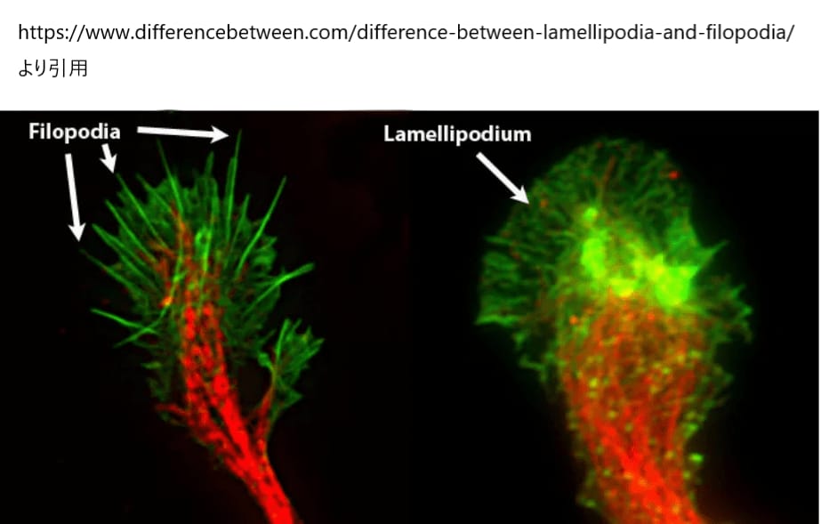 ラメリポディアとフィロポディア