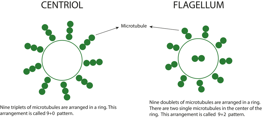 中心体及び鞭毛9+0及び9+2パターンの模式図