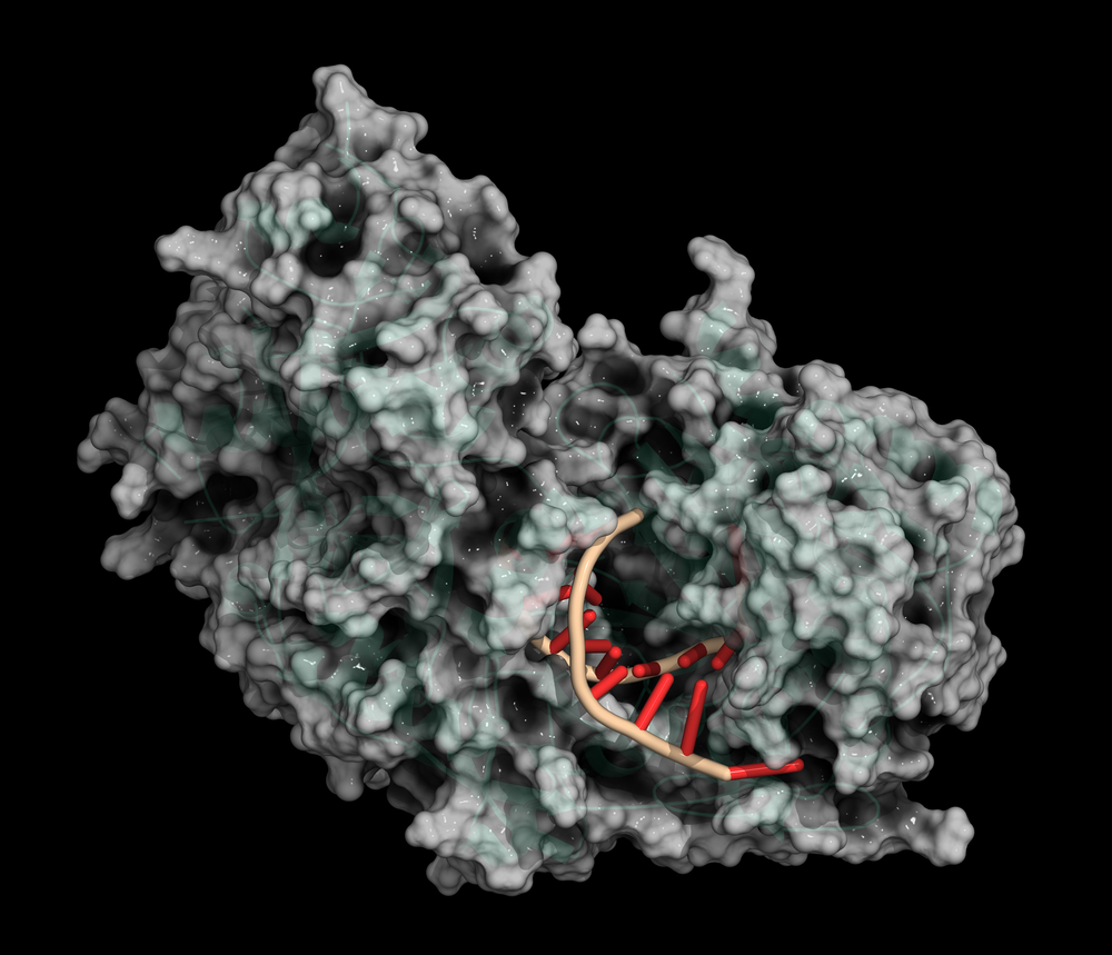 Argonaute-2(ヒト)酵素。RISC複合体の一部であり、RNA干渉(RNAi)に関与する
