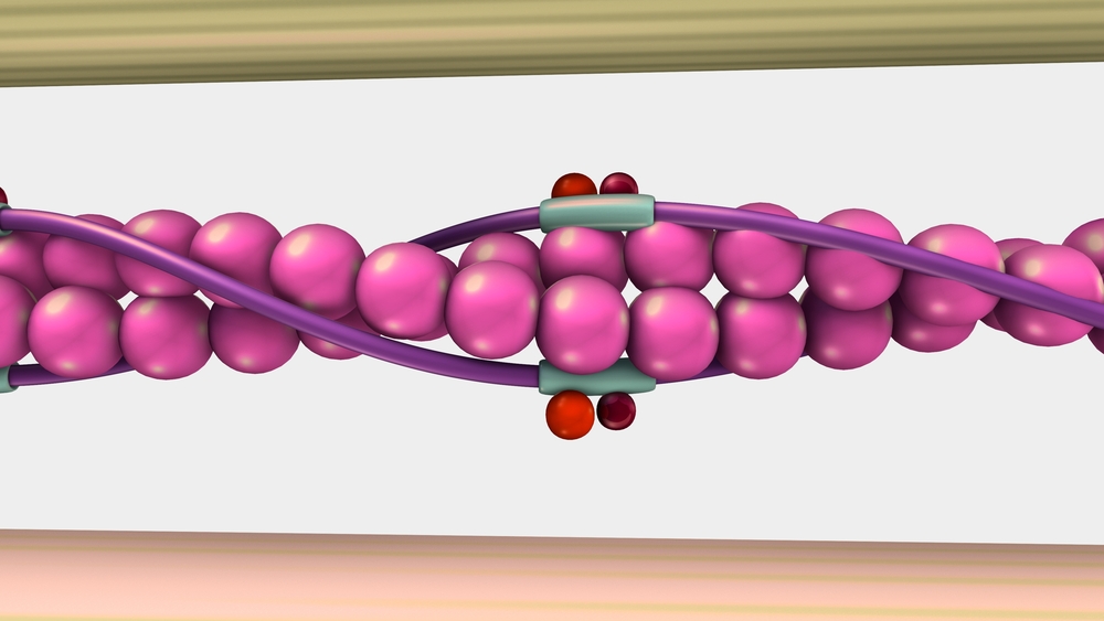 アクチンフィラメントの構造