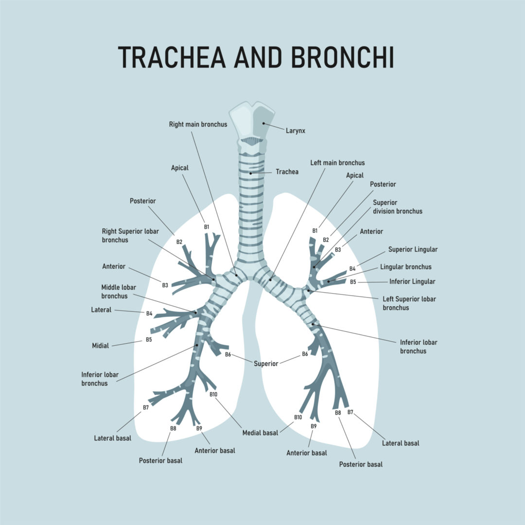 Bronchi