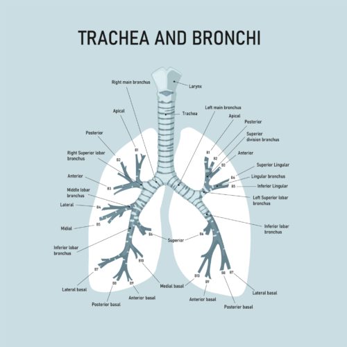 bronchiの解剖学と機能：呼吸器系の気道構造を理解す …