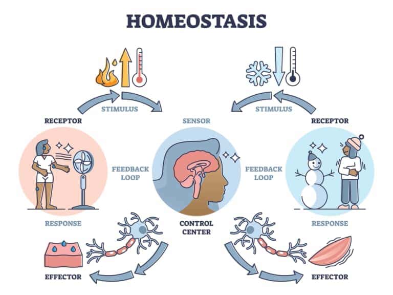 恒常性 ホメオスタシス homeostasis | 東京・ミネルバクリニック