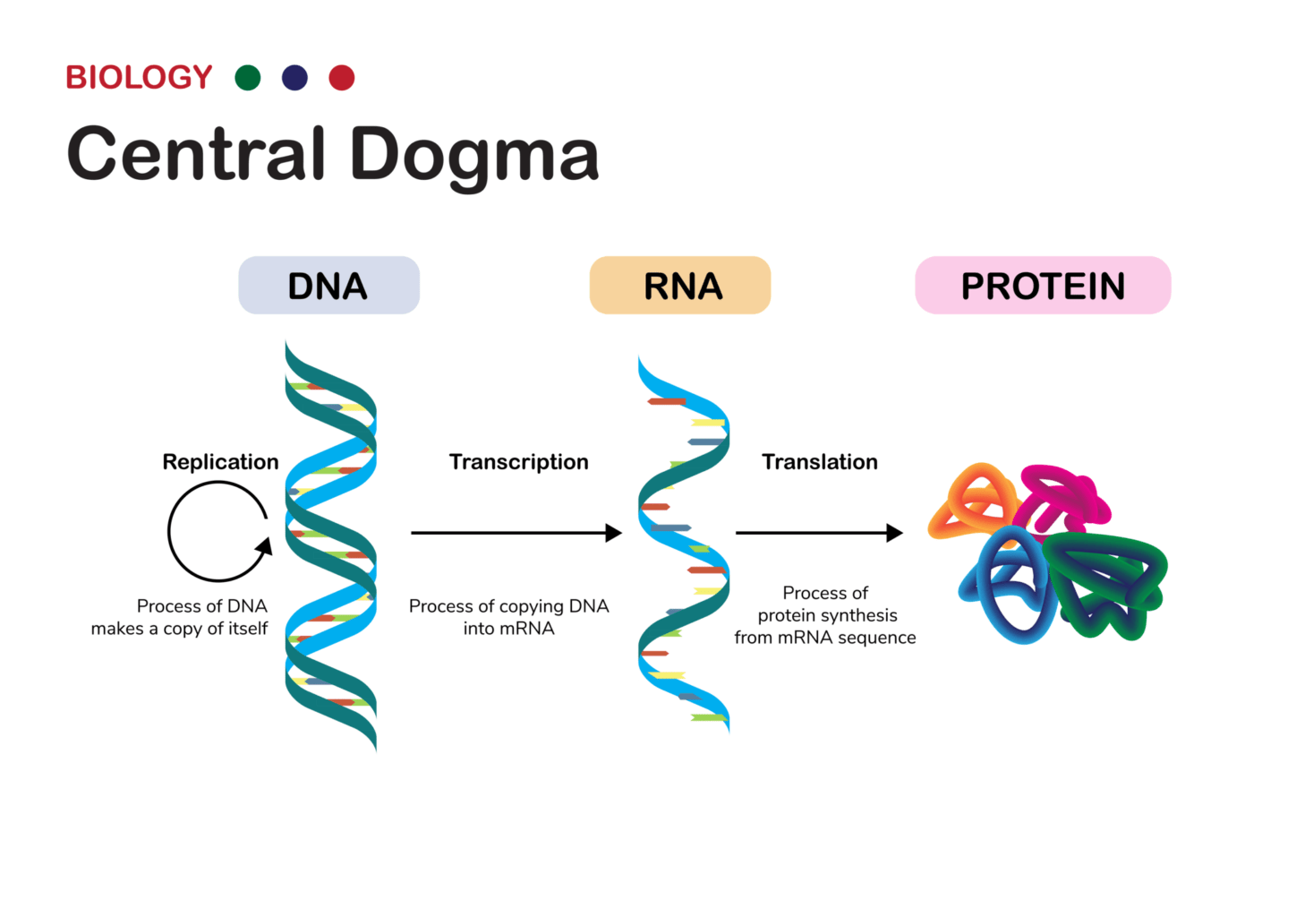 dogma cycle