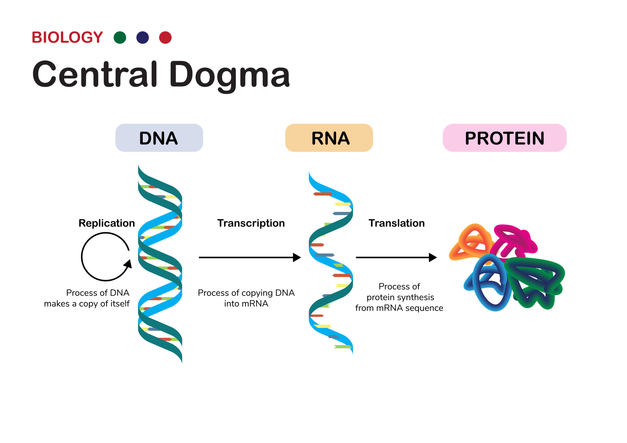 生物学のセントラルドグマのイメージ