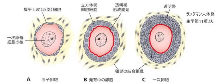 原始卵胞