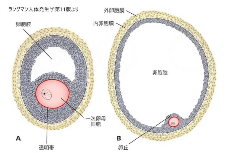腔期卵胞