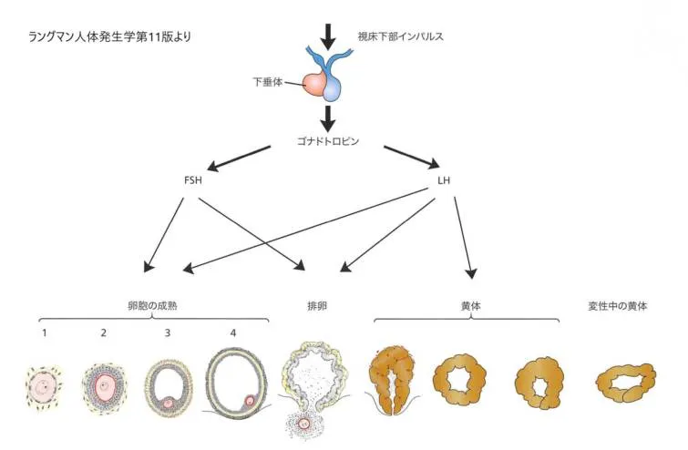 卵巣周期を制御する視床下部と下垂体の役割を示す模式図