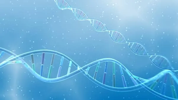 染色体とDNAの違いとは？遺伝の仕組みと重要ポイントを解説