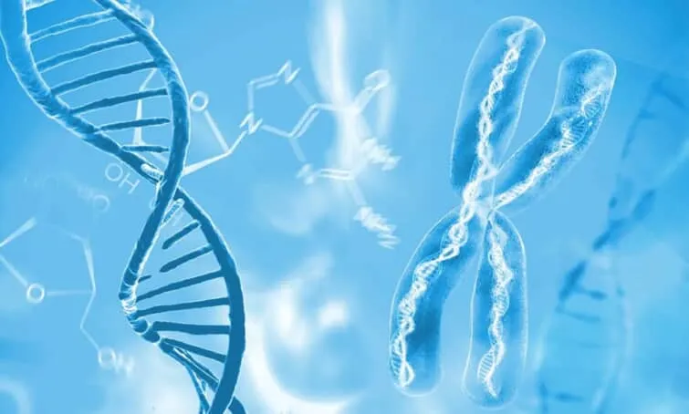 染色体と遺伝子のイメージ図