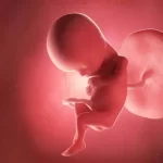 胎盤と胎児のイメージ画像