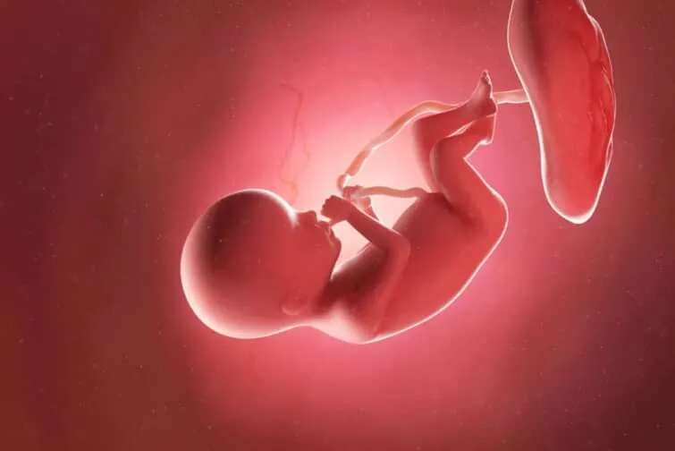 胎児と胎盤のイメージ画像
