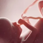 子宮内の赤ちゃんのイメージ画像