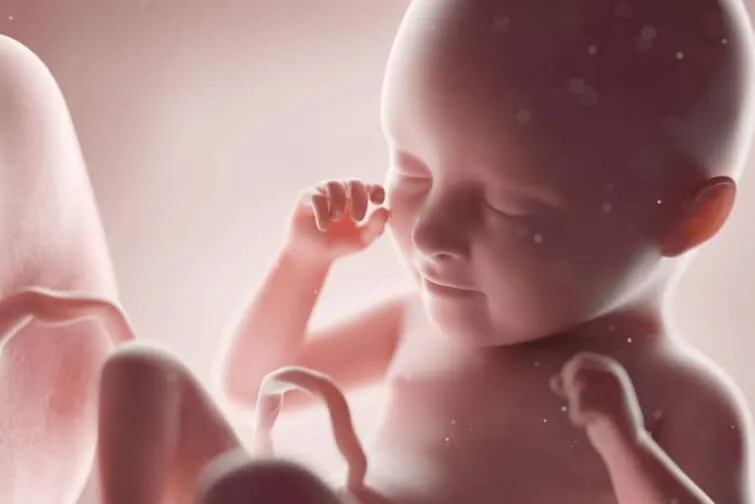 胎児のイメージ画像