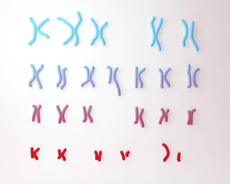 染色体のイメージ画像