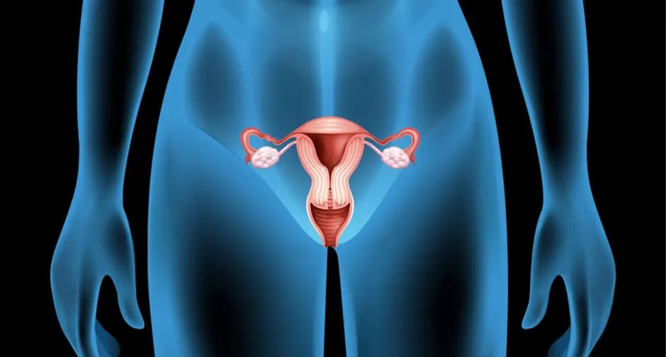 卵巣の位置をイメージしている画像