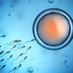 精子と卵細胞