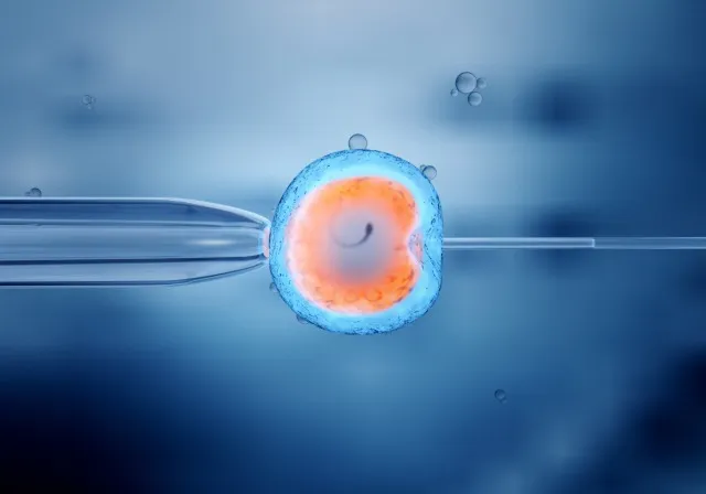 卵子の人工授精 - 体外受精