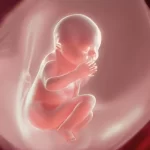 子宮内の胎児