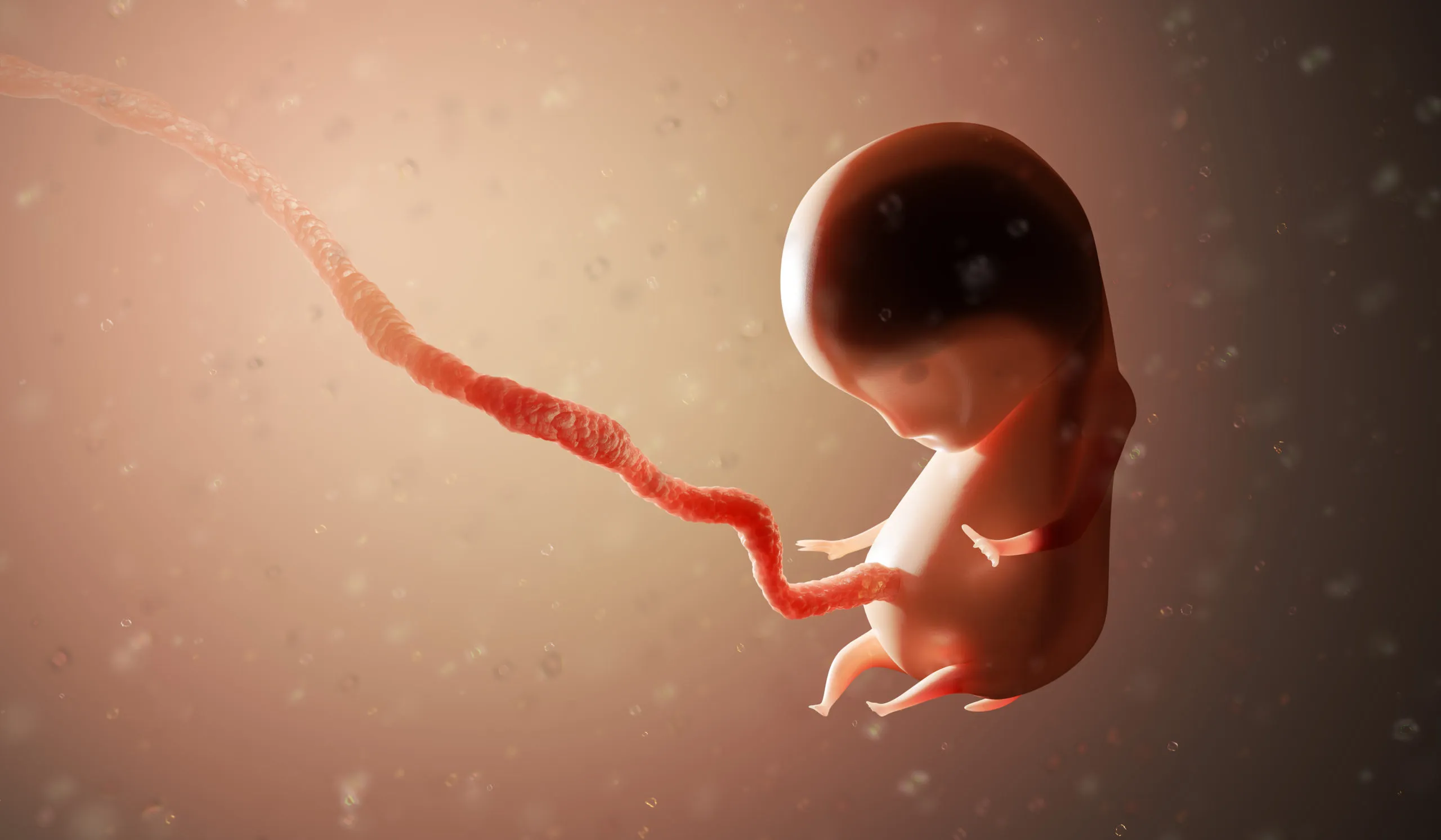胎児イメージ