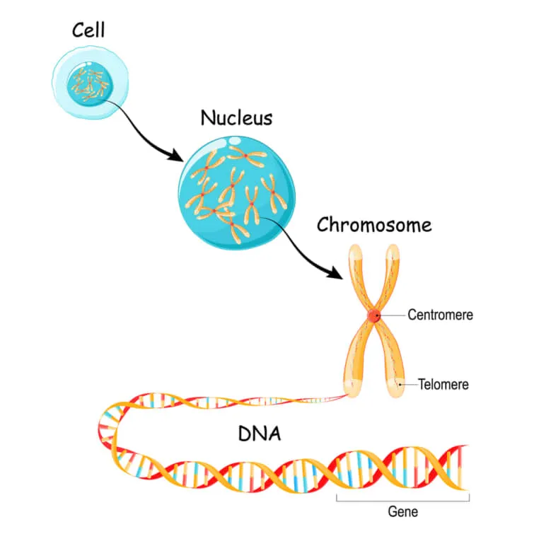 細胞構造の遺伝子からDNA、染色体まで。ゲノム配列
