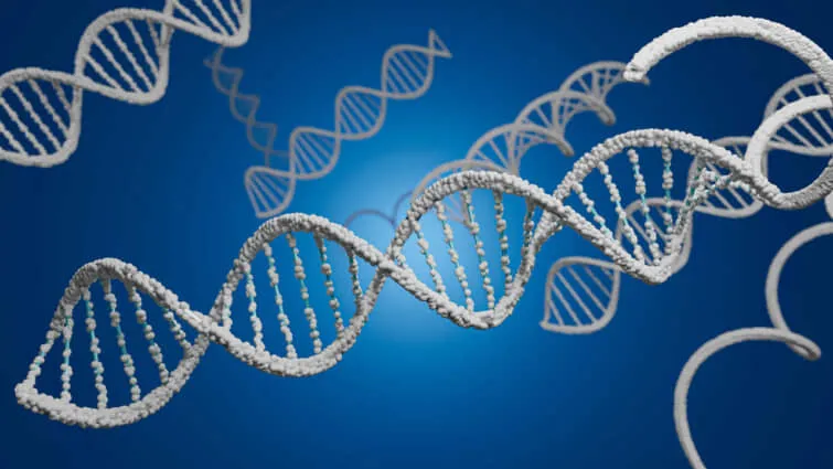 ヒトのDNA構造を3Dレンダリング