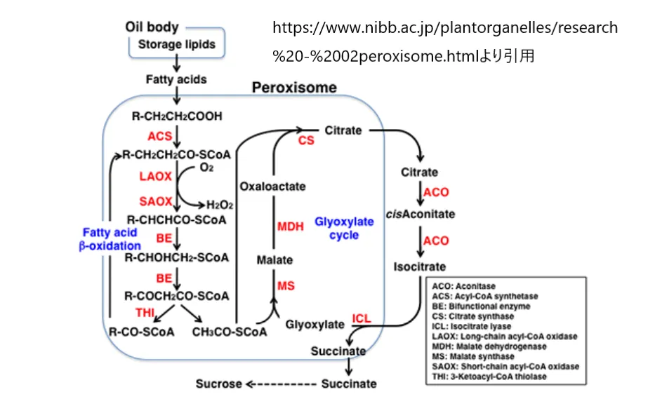 ペルオキシソームの脂肪酸代謝経路