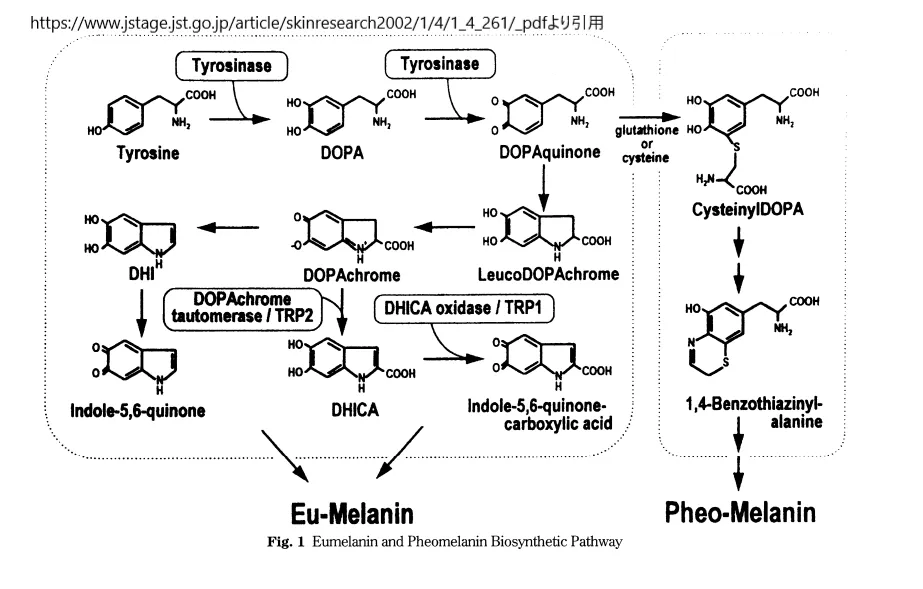 メラニン代謝経路