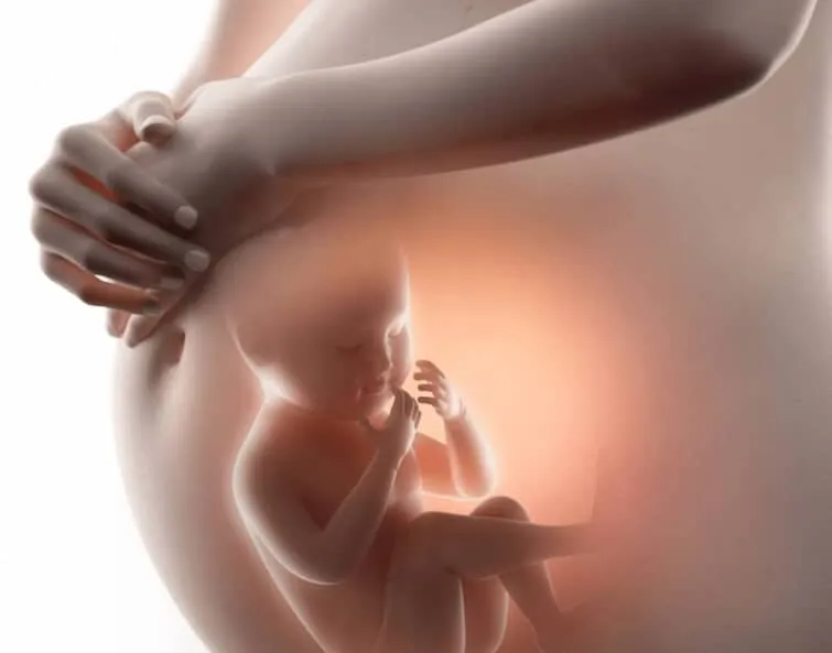 胎児のイメージ画像