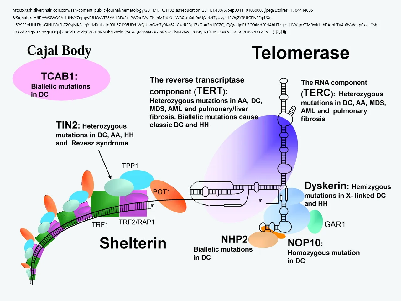 テロメア維持に関与するテロメラーゼとシェルタリン複合体の模式図。