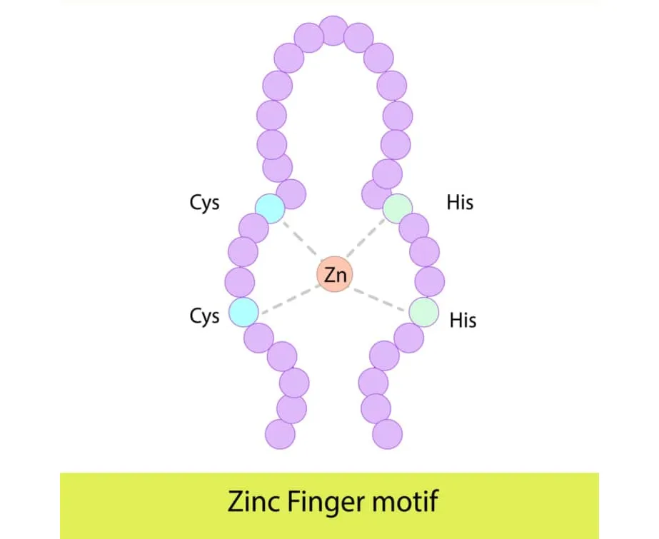 Zinc fingers C2H2type 東京・ミネルバクリニック