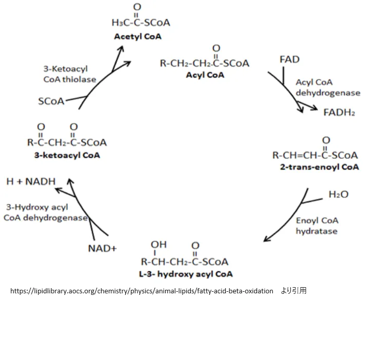 脂肪酸のβ酸化経路