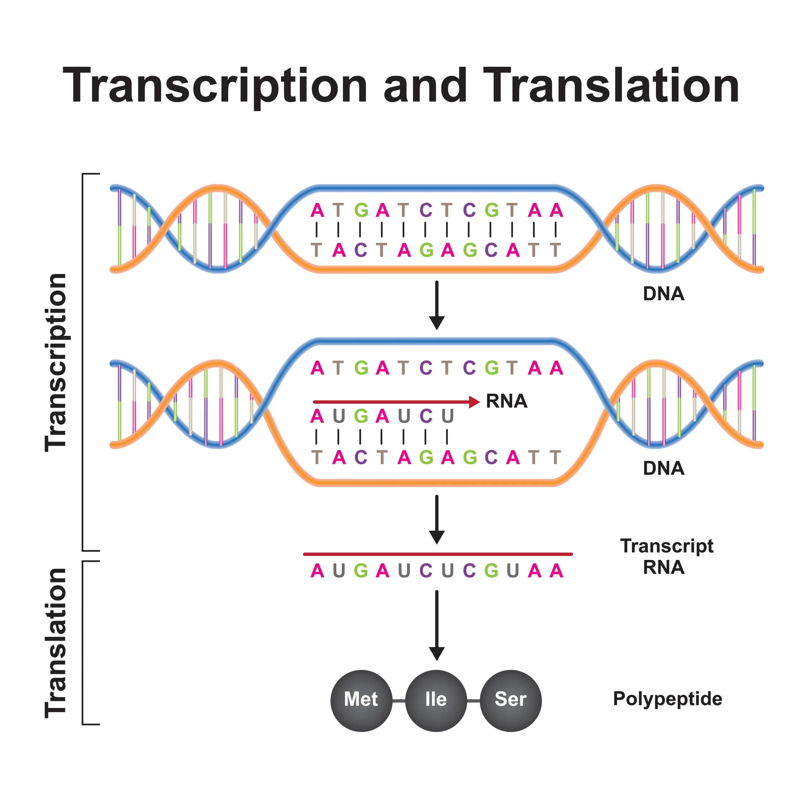 DNAの転写と翻訳