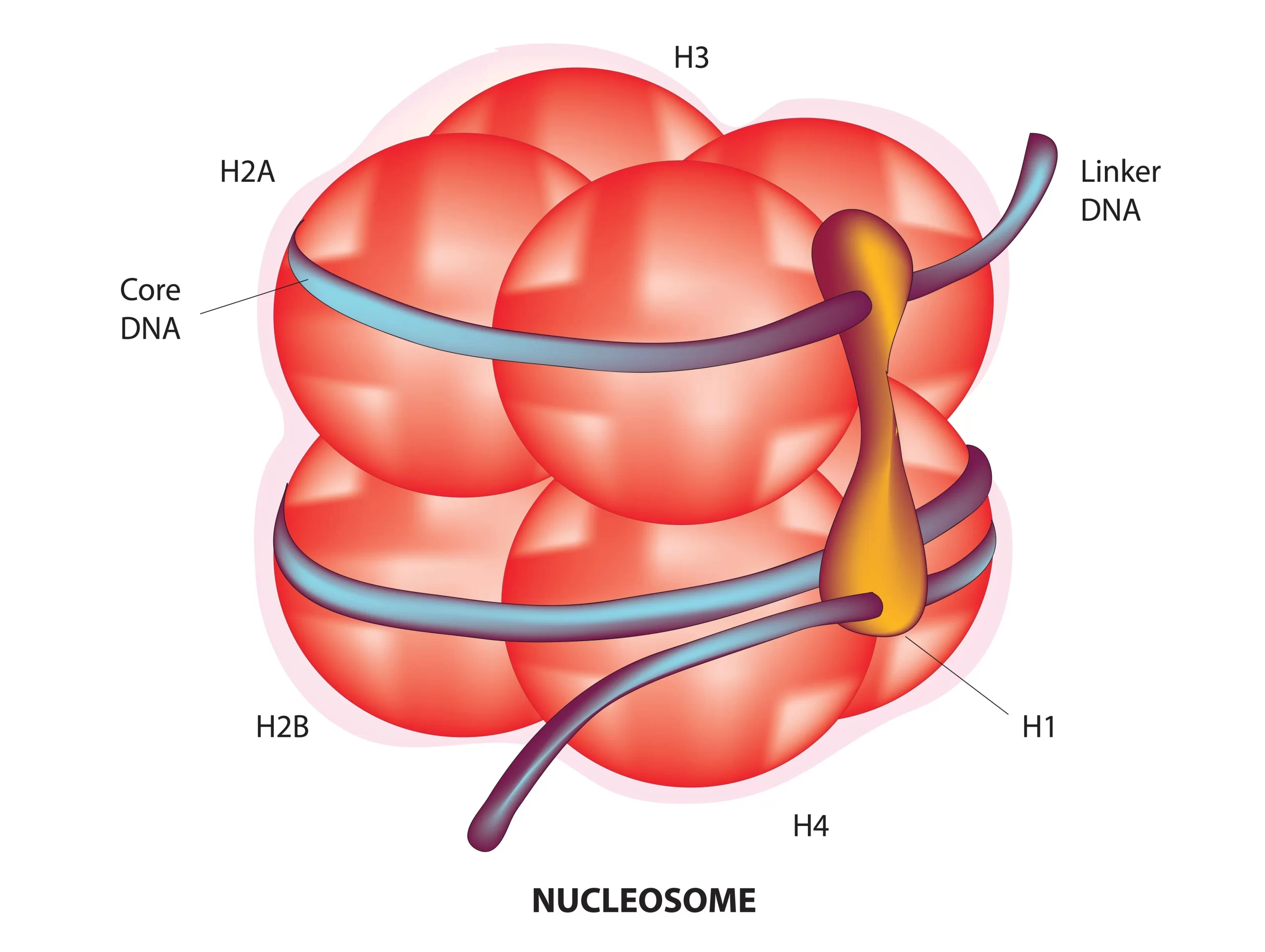 ヌクレオソーム構造