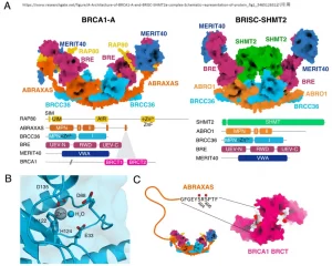 BRCA1-AとBRISC-SHMT2α複合体の構造。