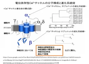 電位依存性カルシウムチャンネルの構造